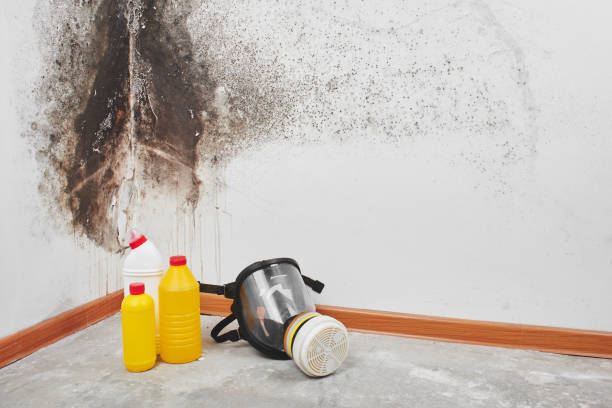 Professional Mold Removal in William Paterson University Of New Jersey, NJ