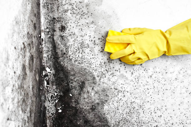 Best Professional Mold Removal  in William Paterson University Of New Jersey, NJ