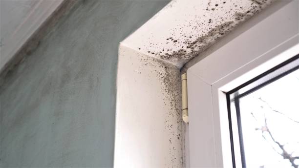 Best Attic Mold Removal  in William Paterson University Of New Jersey, NJ