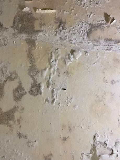 Best Mold Damage Repair  in William Paterson University Of New Jersey, NJ