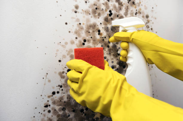 Best Mold Removal Company Near Me  in William Paterson University Of New Jersey, NJ