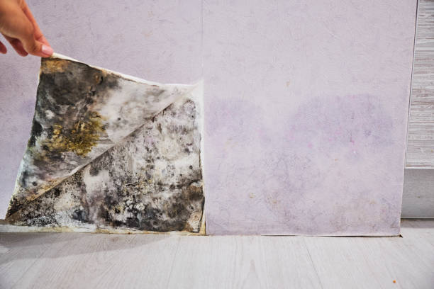 Best Toxic Mold Removal  in William Paterson University Of New Jersey, NJ